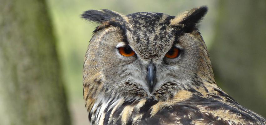animal totem chouette