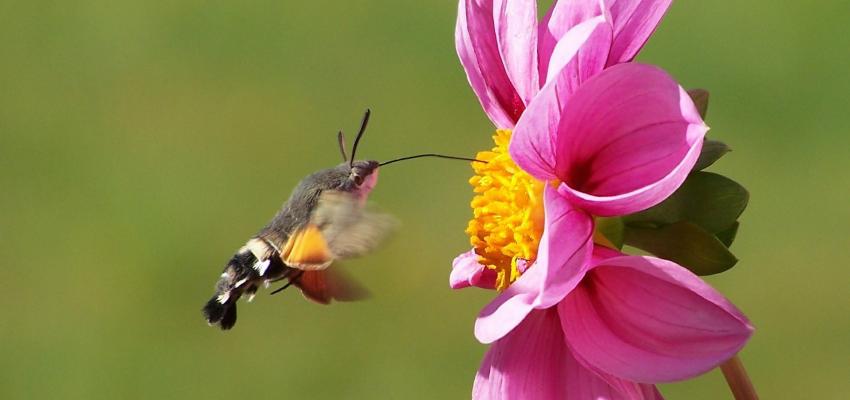 animal totem colibri