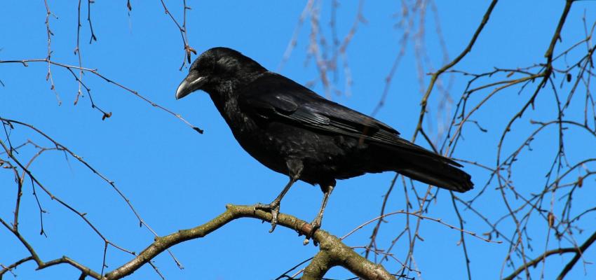 animal totem corbeau