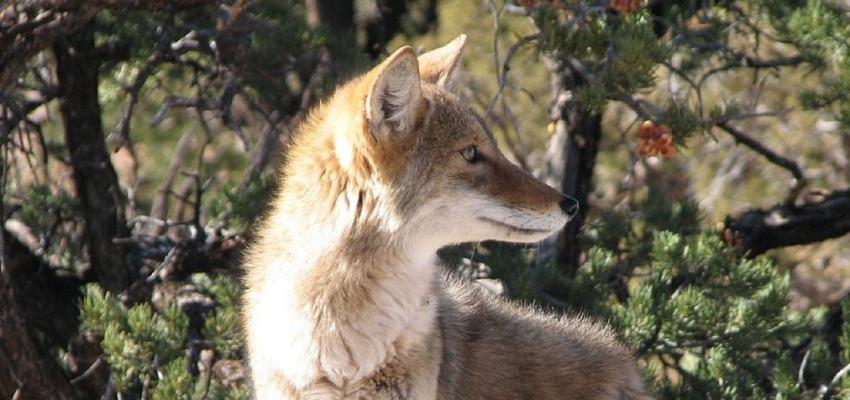 animal totem coyote