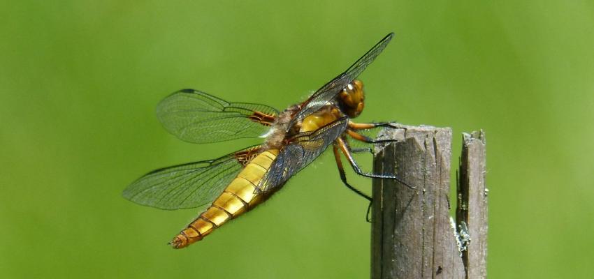 animal totem libellule