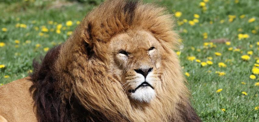 animal totem lion