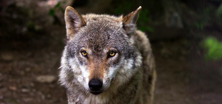 animal totem loup