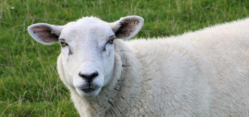 animal totem mouton