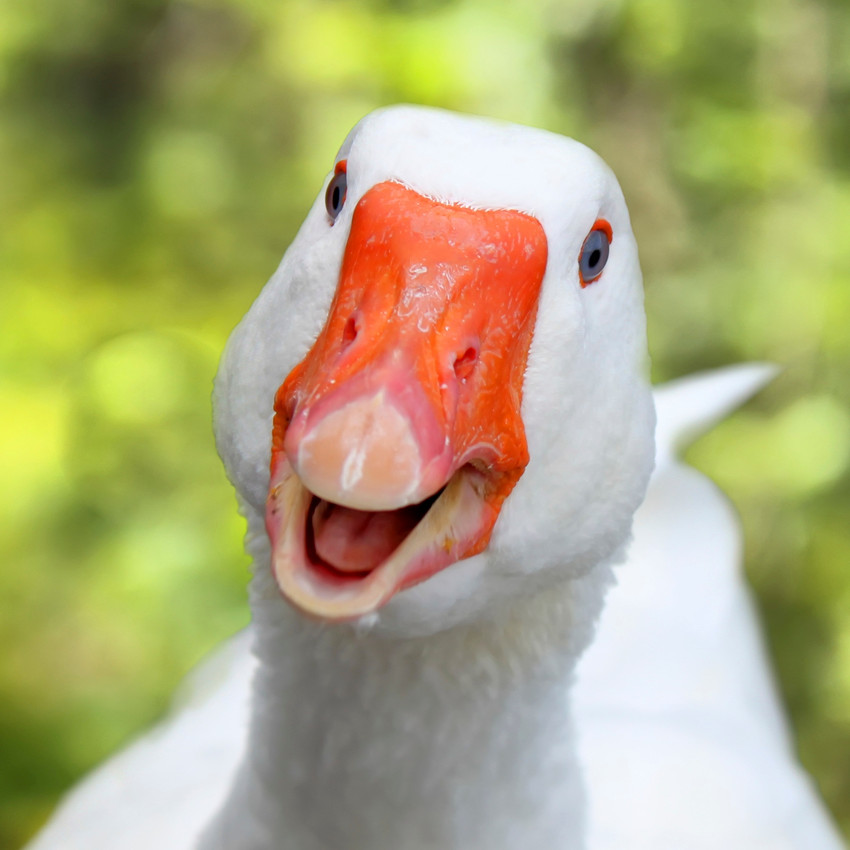 découvrir son animal totem l'oie