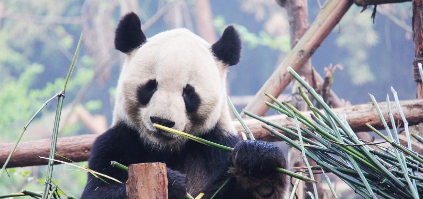 animal totem panda