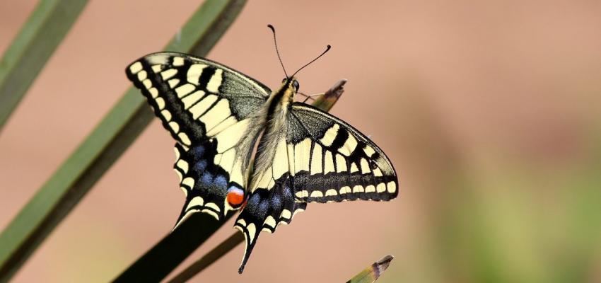 animal totem papillon
