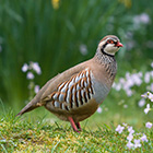 découvrir son animal totem perdrix