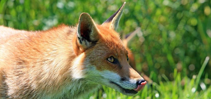animal totem renard