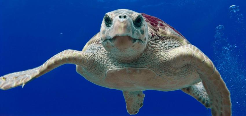 animal totem tortue