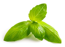 encens du signe du zodiaque balance