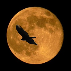 effets de la phase de la lune : pleine lune