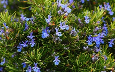 encens qui attirent succès et prospérité