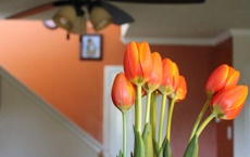 Feng shui 2020 : orange