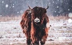 gardiens des portails