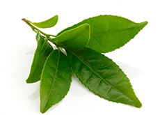 encens du signe du zodiaque Sagittaire