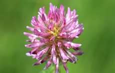 herbe de chaque chakra