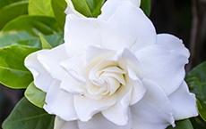 herbe de chaque chakra