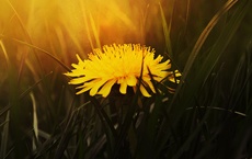 herbe de chaque chakra