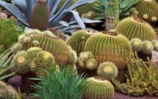 herbe de chaque chakra