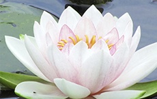 herbe de chaque chakra