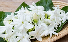 herbe de chaque chakra