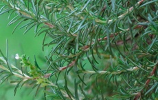 herbe de chaque chakra