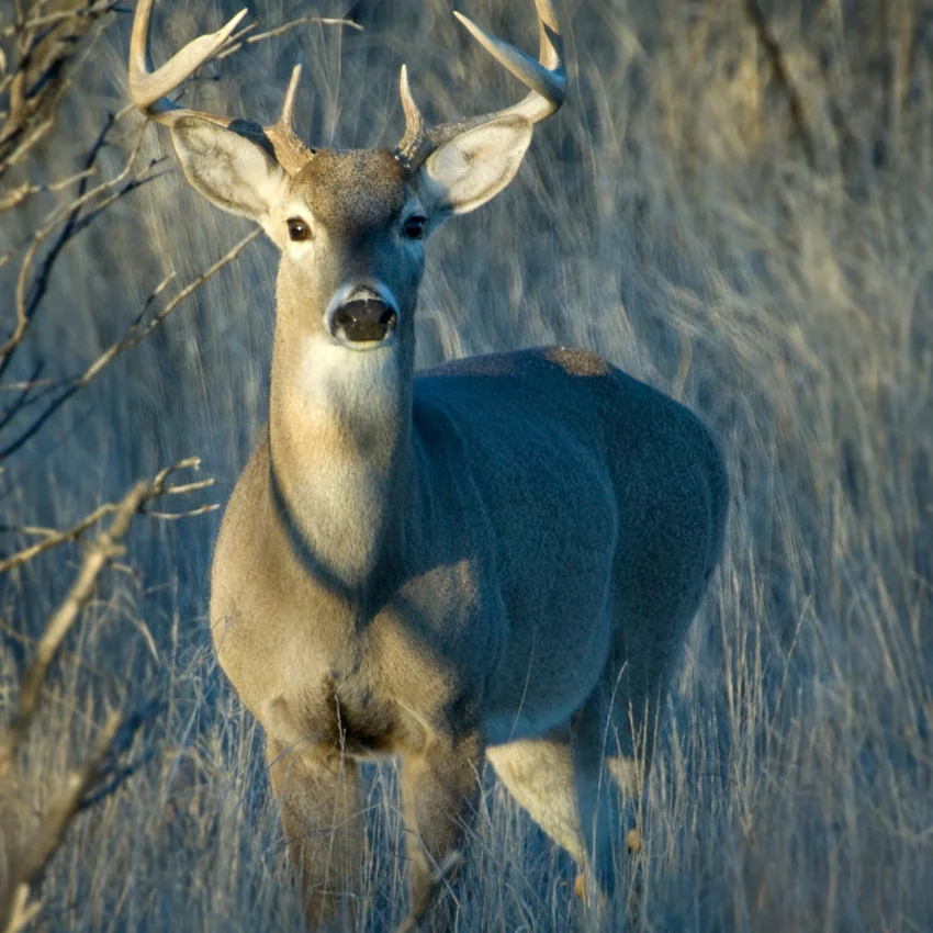 horoscope amérindien