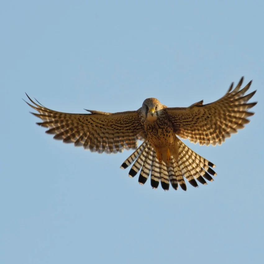 horoscope amérindien