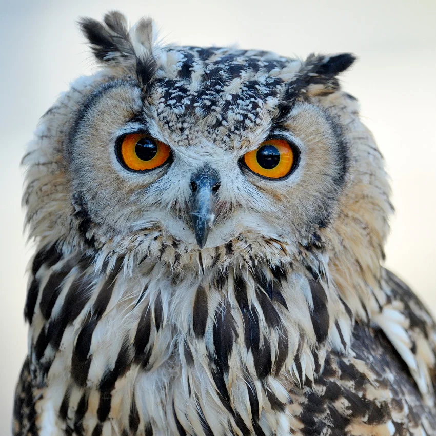 horoscope amérindien