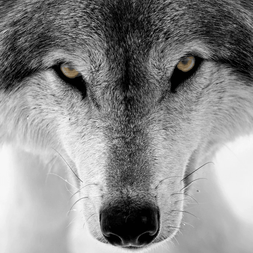 horoscope amérindien