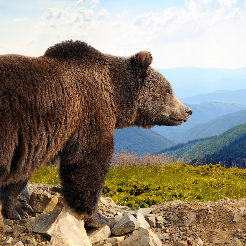 horoscope amérindien