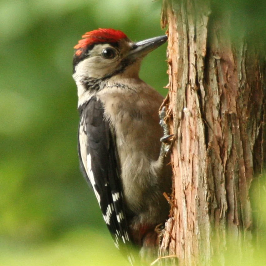 horoscope amérindien