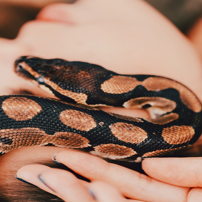 horoscope amérindien