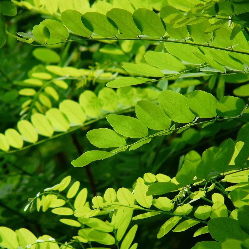 horoscope des arbres acacia