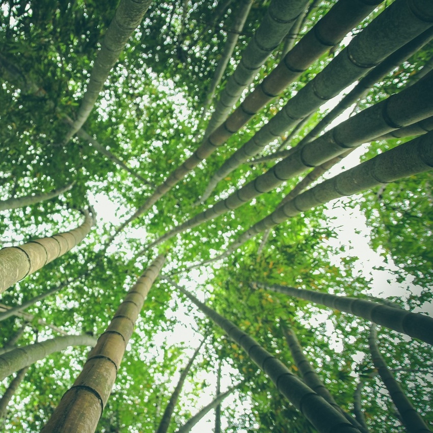 horoscope des arbres bambou