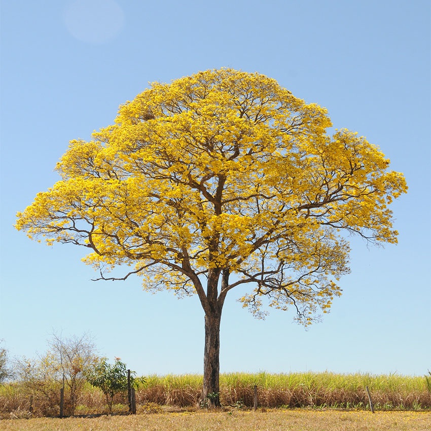 horoscope des arbres Bouleau