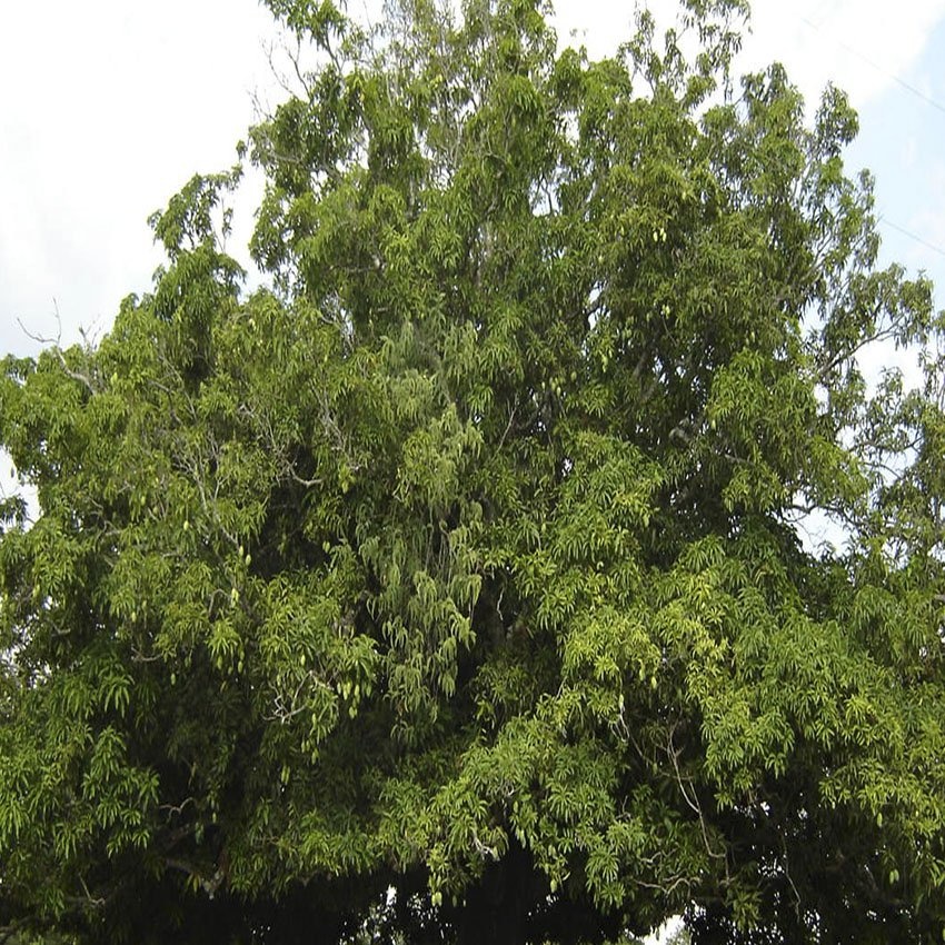 horoscope des arbres châtaignier