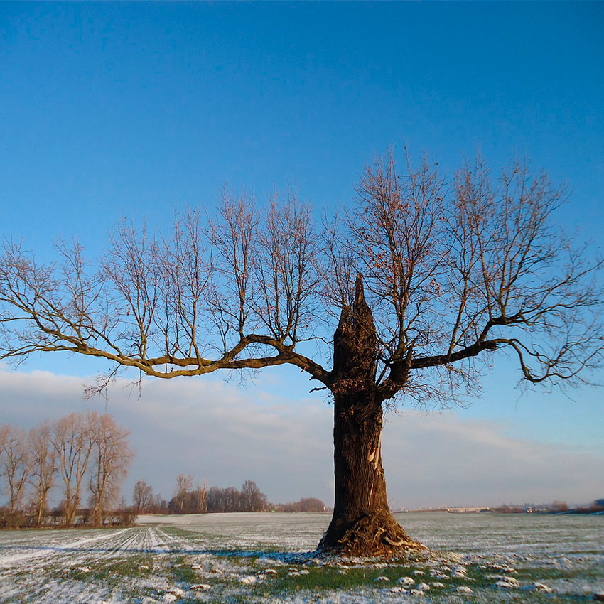 horoscope des arbres chêne