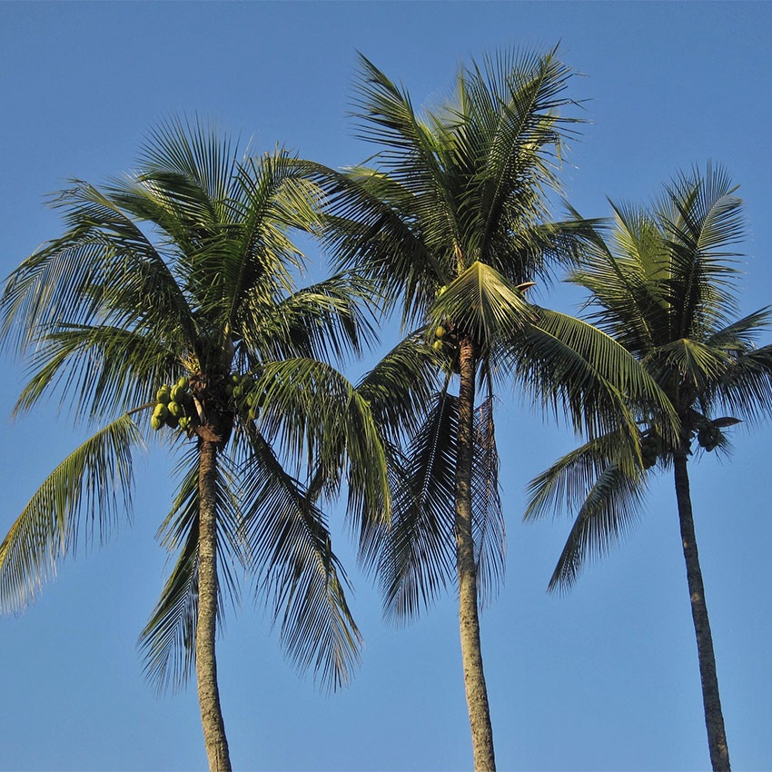 horoscope des arbres cocotier