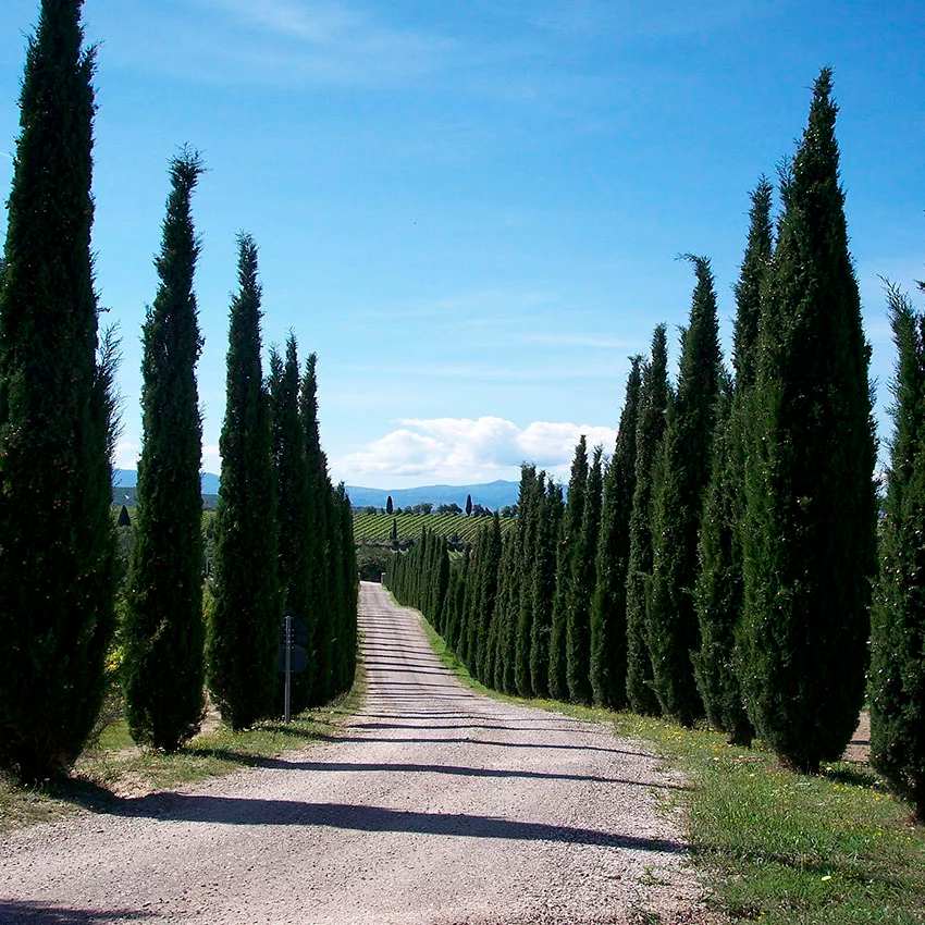 horoscope des arbres cyprès