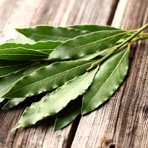 horoscope des arbres eucalyptus