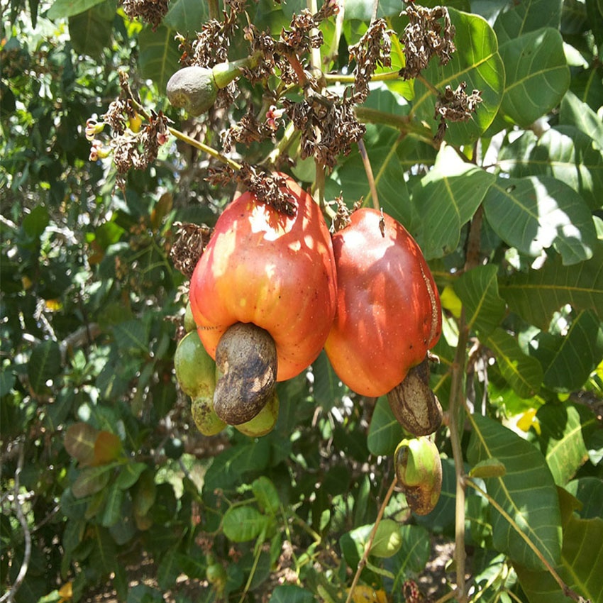 horoscope des arbres anacardier