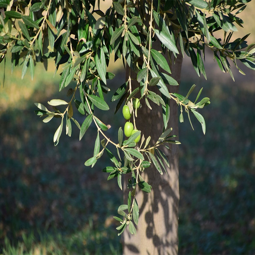 horoscope des arbres olivier