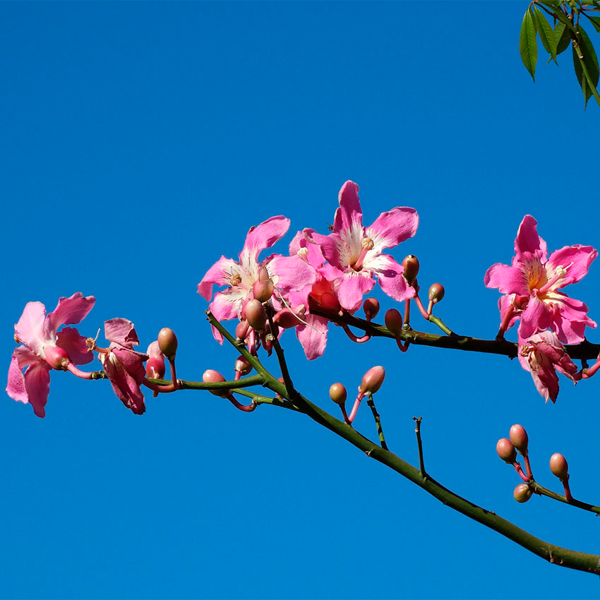 horoscope des arbres noyer
