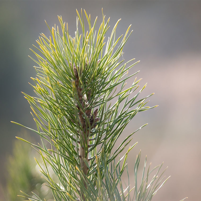 horoscope des arbres Pin