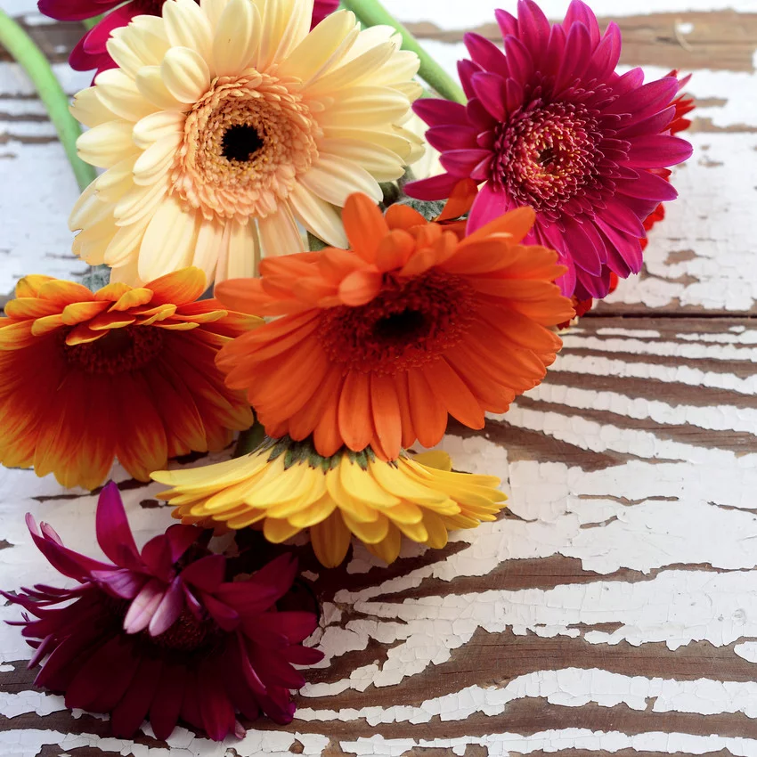 Horoscope des fleurs BÉLIER