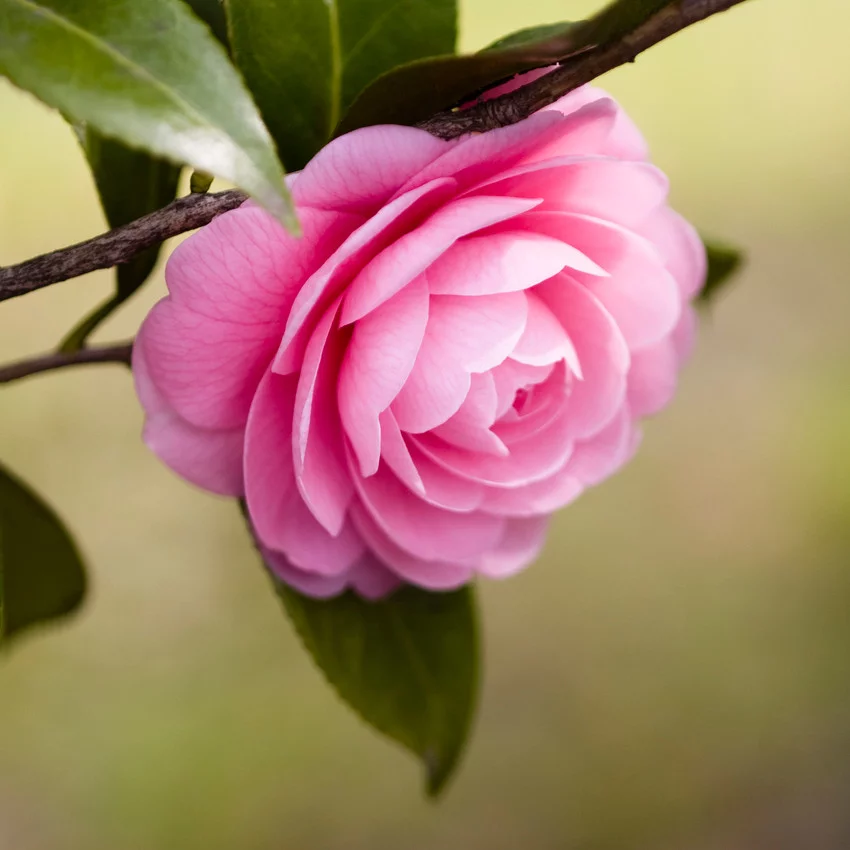 Horoscope des fleurs CANCER