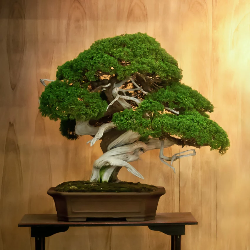 Horoscope des fleurs CAPRICORNE