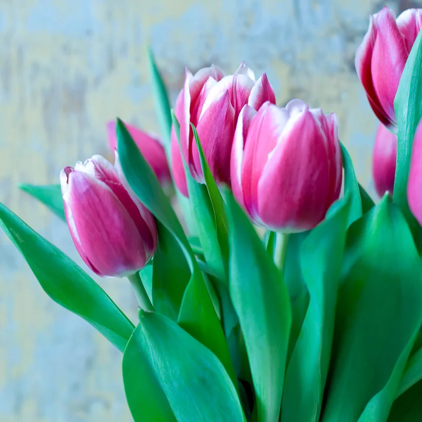 Horoscope des fleurs GÉMEAUX